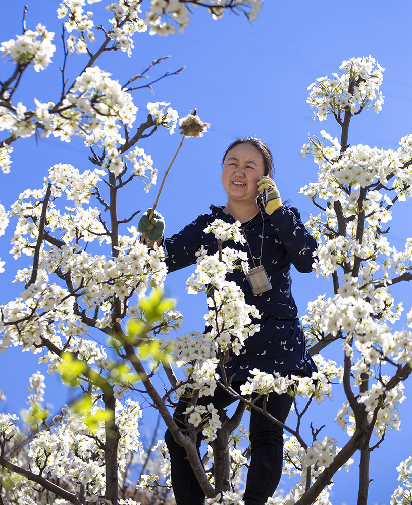 组照4《春意盎然的季节—果农授粉忙》罗映雪摄影电话13208357680img