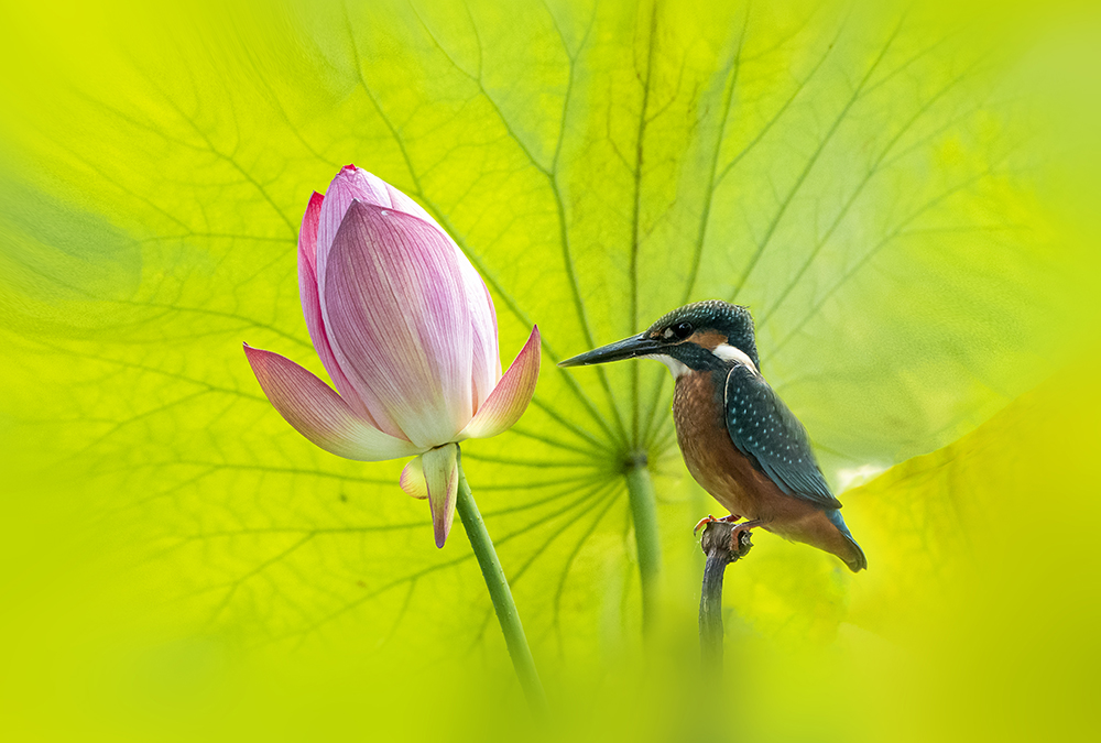荷花翠鸟图-第三届天鹅之城—中国三门峡自然生态国际摄影大展征稿区