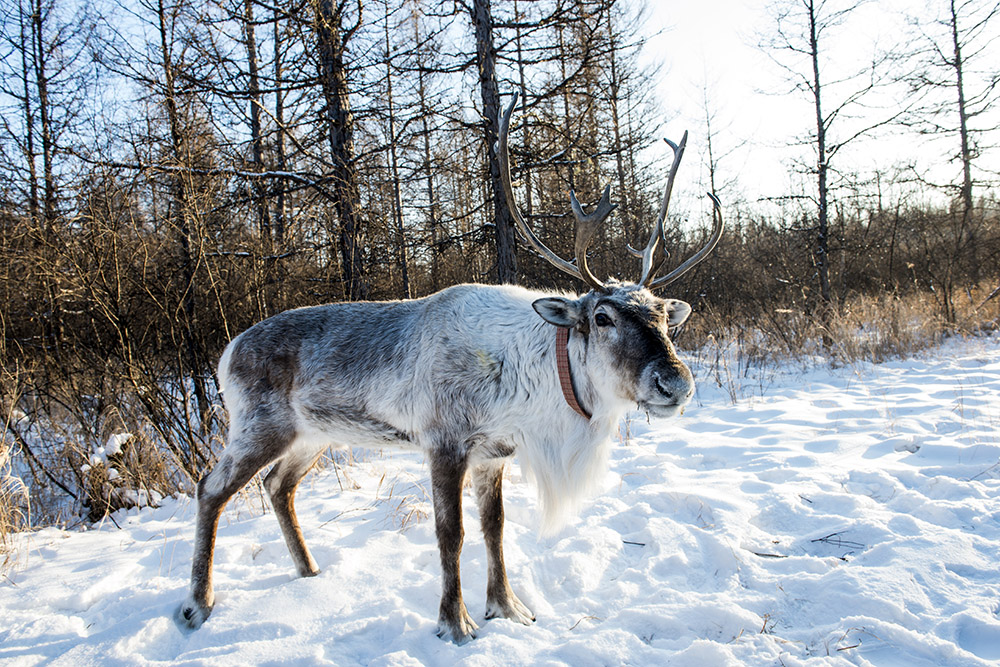 林间精灵-驯鹿-"中国冷极61根河"全国摄影大展投稿区-大众摄影网