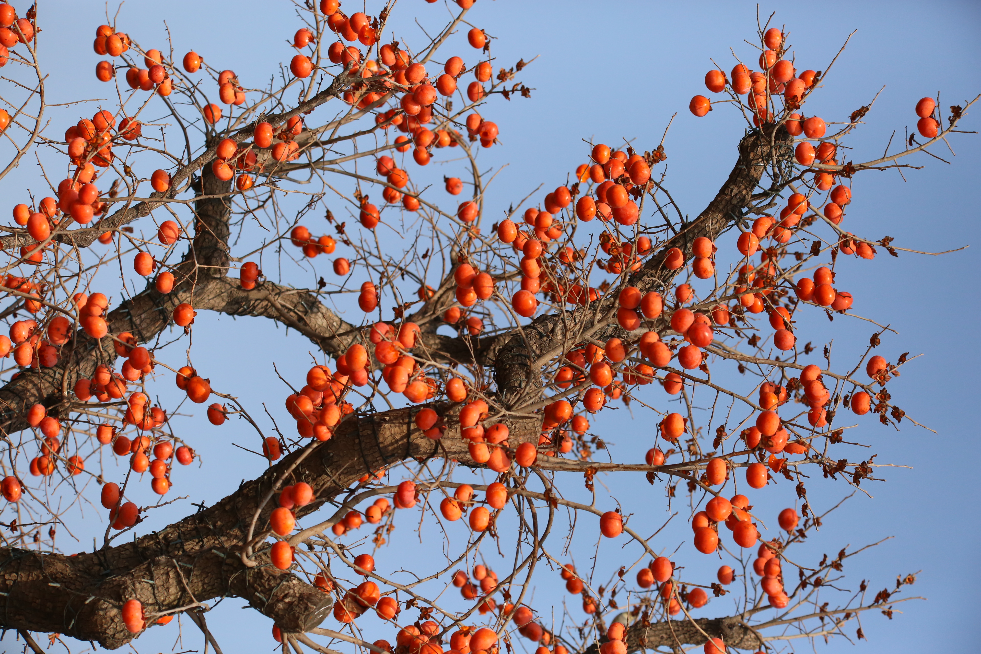 颖上县花园小镇的柿子熟了!