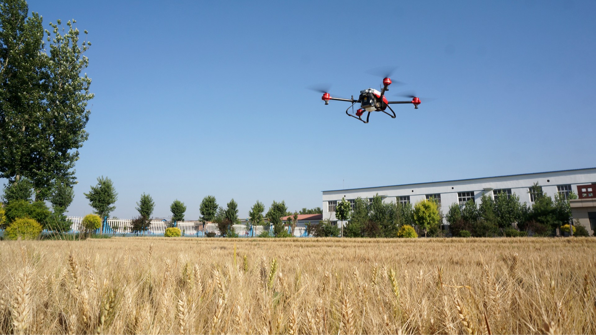 拍照时间:2018-6-4 河北辛集市马兰农场,农场良种试验田无人机滓档