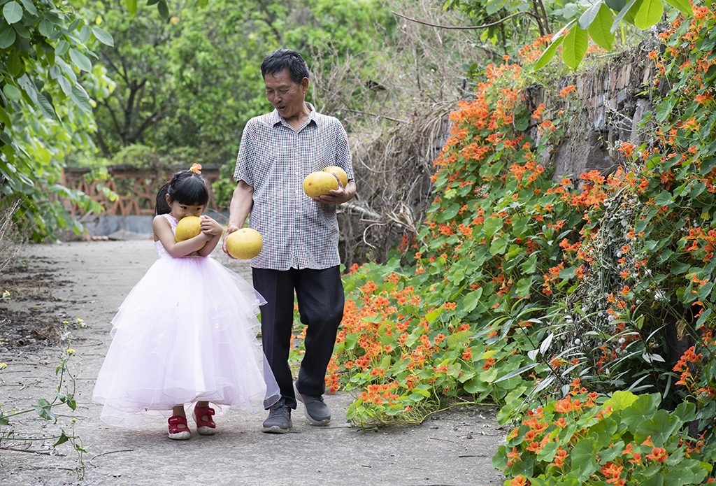 小孙女跟爷爷一起摘起柚子高高兴兴回家. .