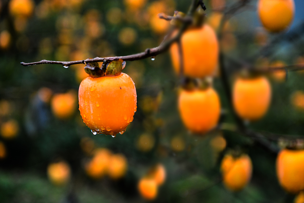 柿柿如意助致富(组照1-6)