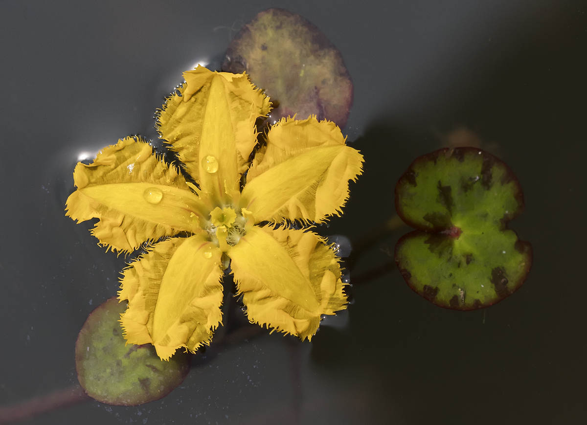 水生花卉--荇菜