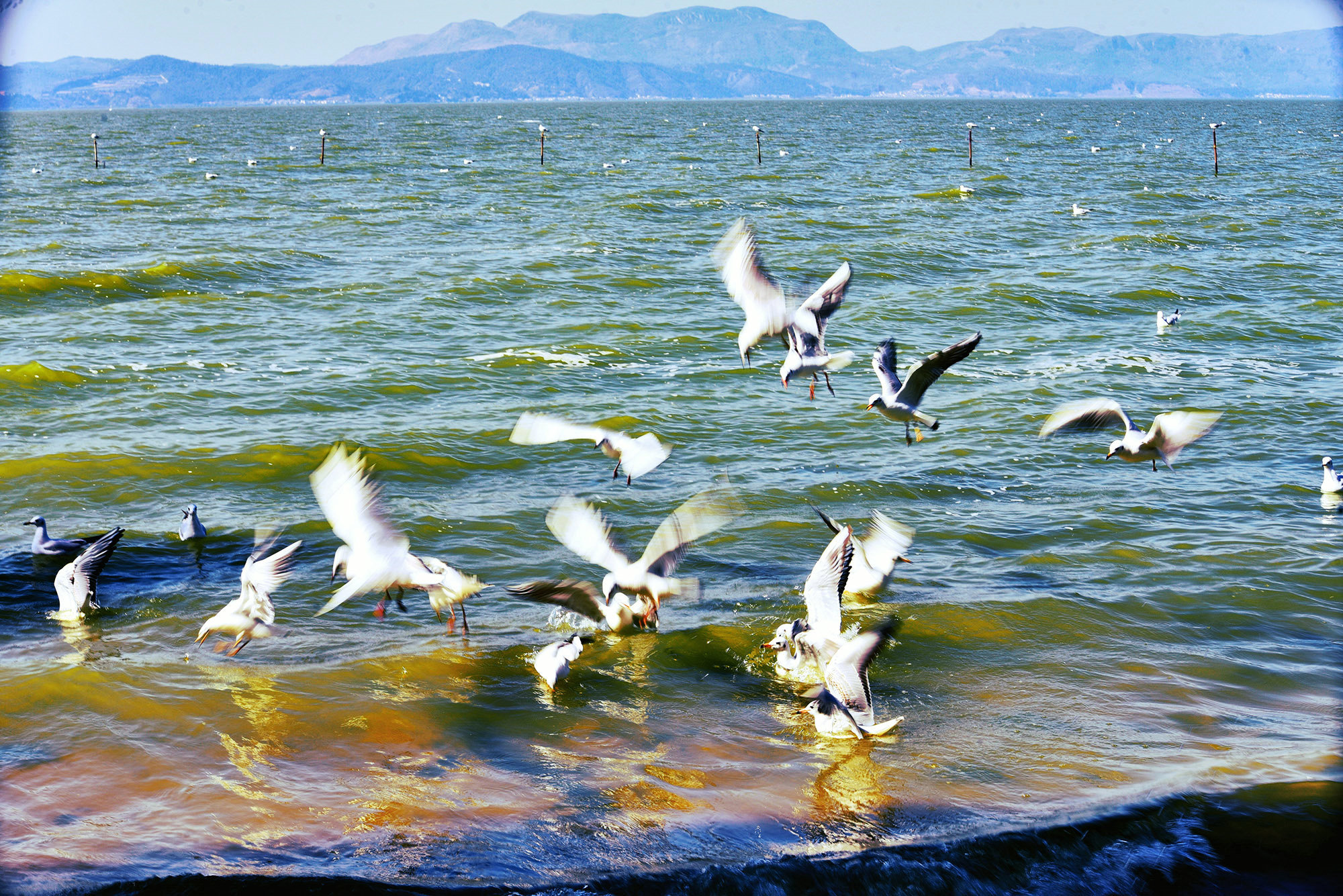 海鸥舞动"捞鱼河"