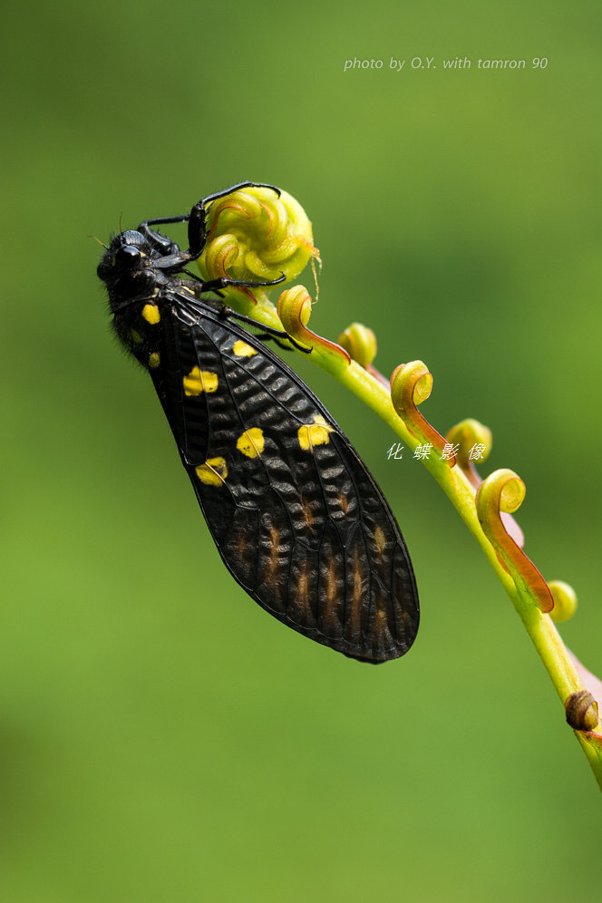 杂技(斑点黑蝉)
