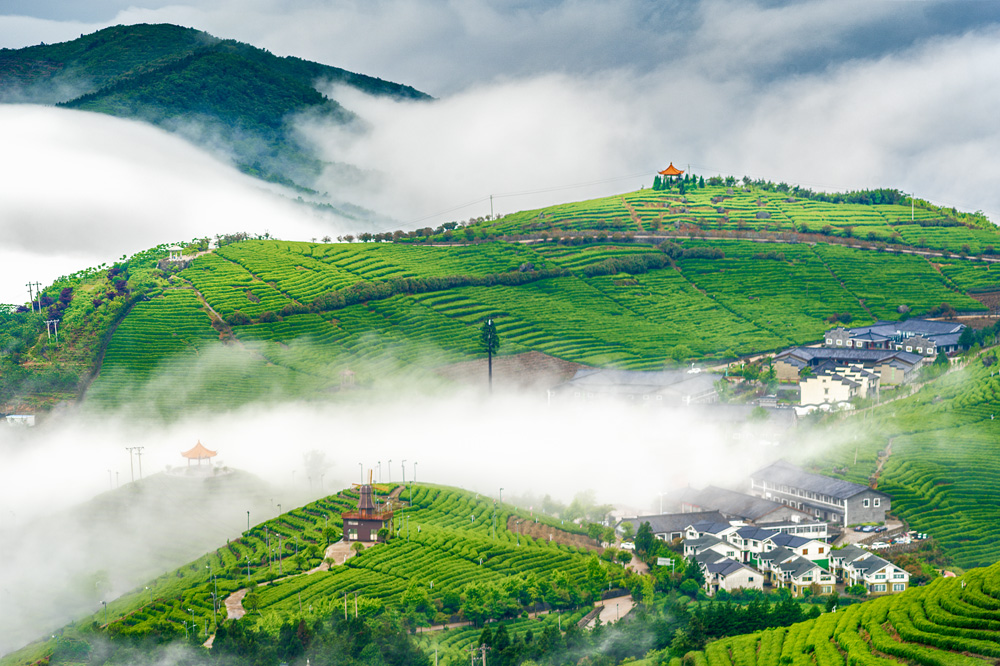 羊岩山茶文化园区