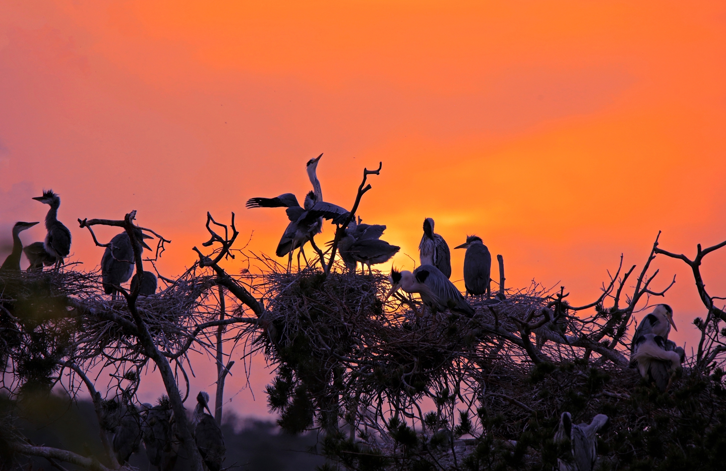 摄影大展征稿区 69 组照作品:苍鹭家园 组照作品2019年4月份拍摄于