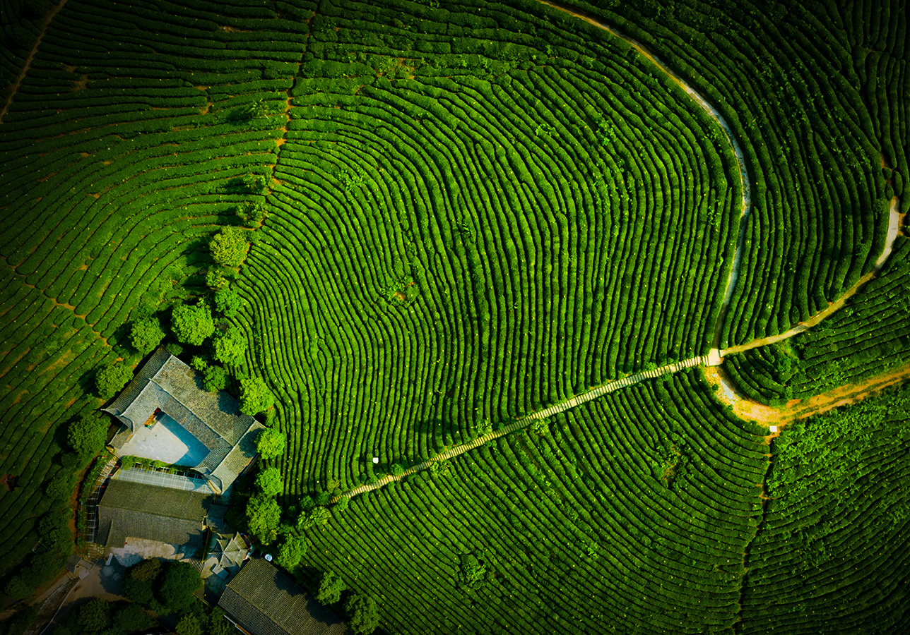 绿色家园-第三届天鹅之城—中国三门峡自然生态国际摄影大展征稿区