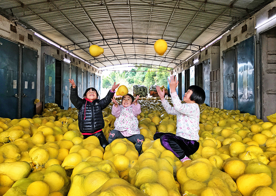 作品标题: 柚子飘香 作品描术: 2018年12月8日摄于韶关市始兴县红梨村