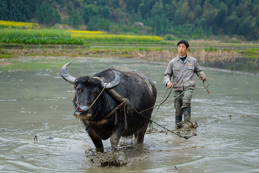 69 耕   拍摄时间:2019年3月   拍摄地点:江西省婺源县   照片说明