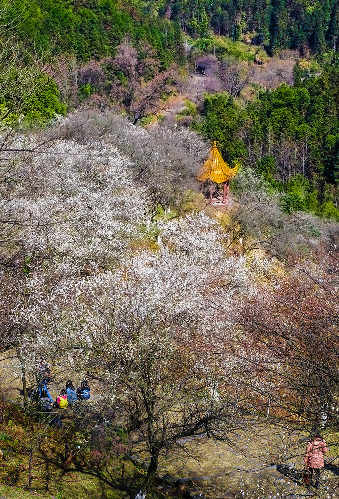 古驿道梅花(组照)