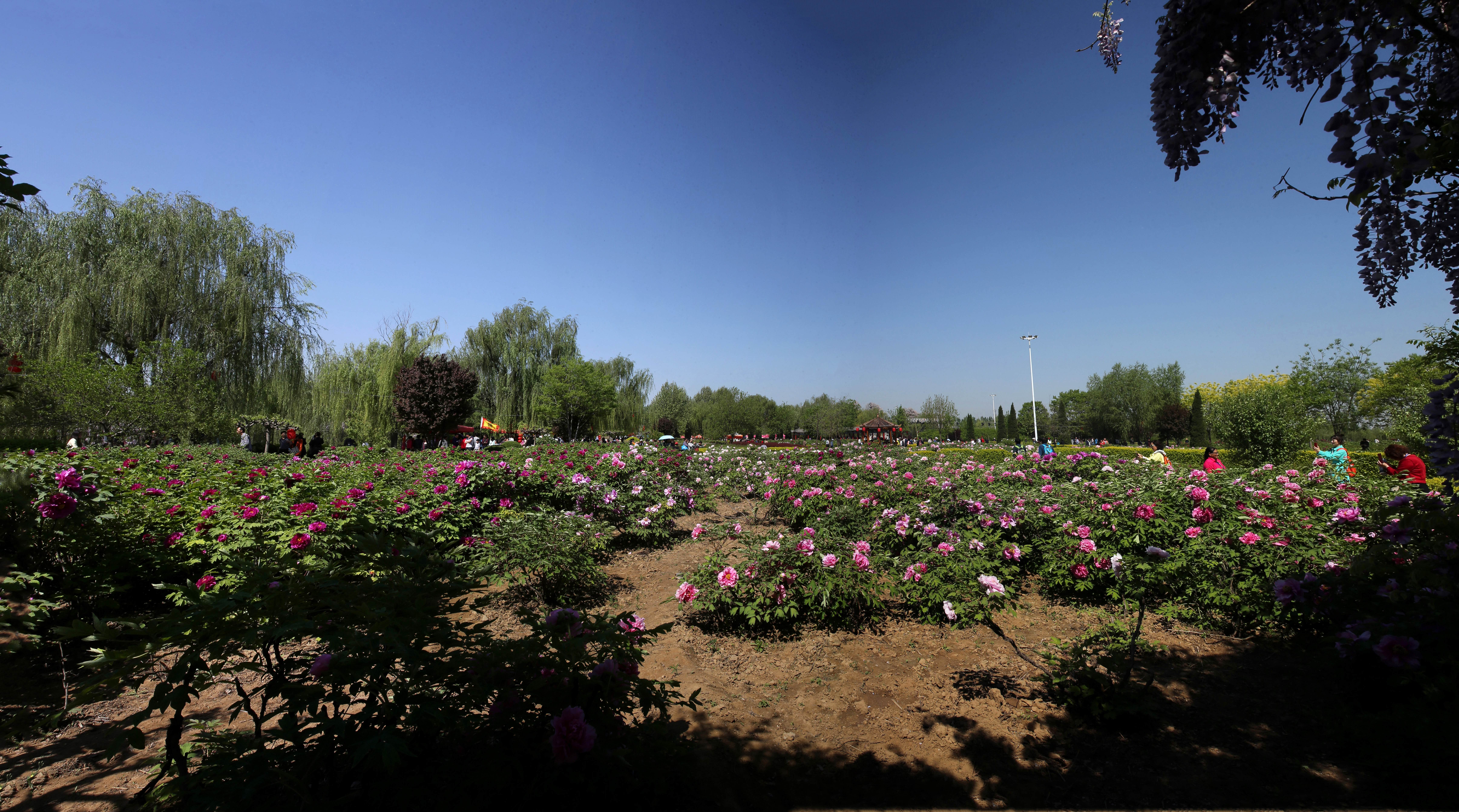 柏乡汉牡丹园