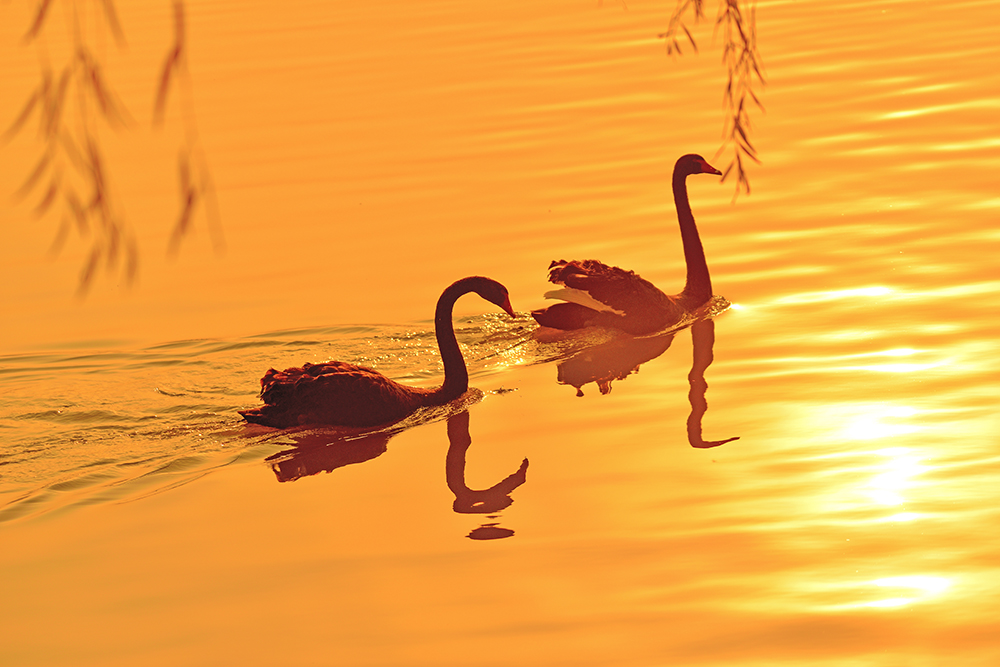 夕阳下的黑天鹅