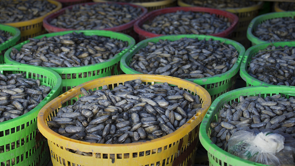 《海蛏丰收季(组图8)》-"东吾宝岛 魅力竹江"