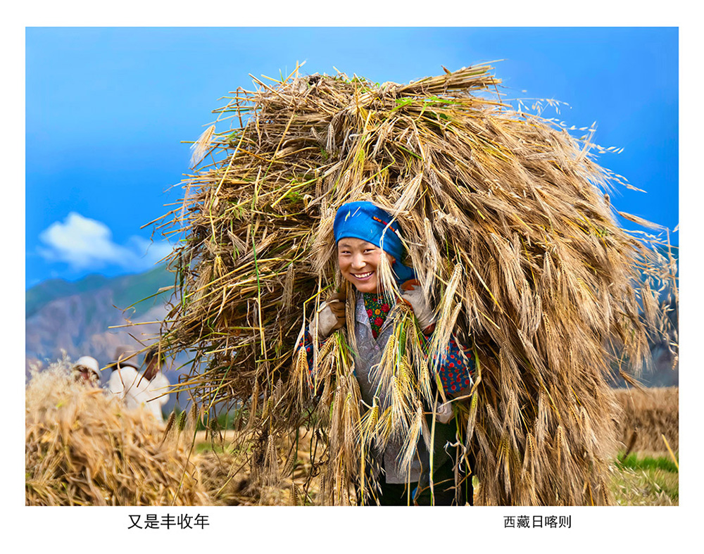 我们旅游摄影团经过西藏日喀则,正赶上农民们在收割青稞,割下来的青稞