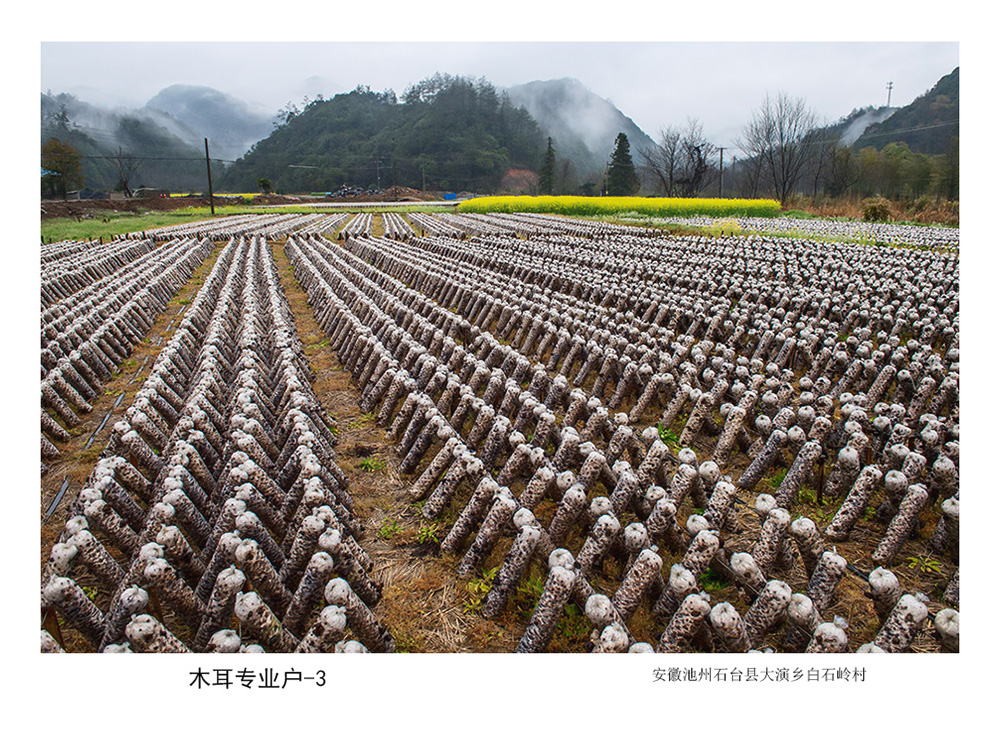 木耳专业户(组照5张)