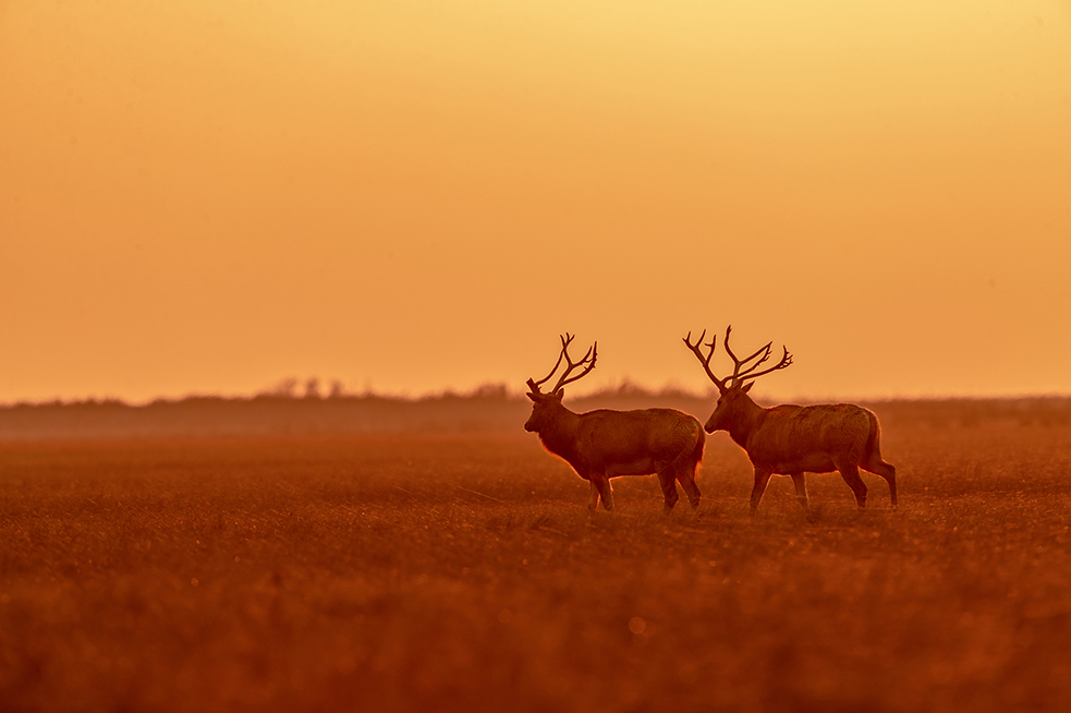 晨曦照麋鹿-"我和我的祖国"摄影类征稿区-大众摄影网