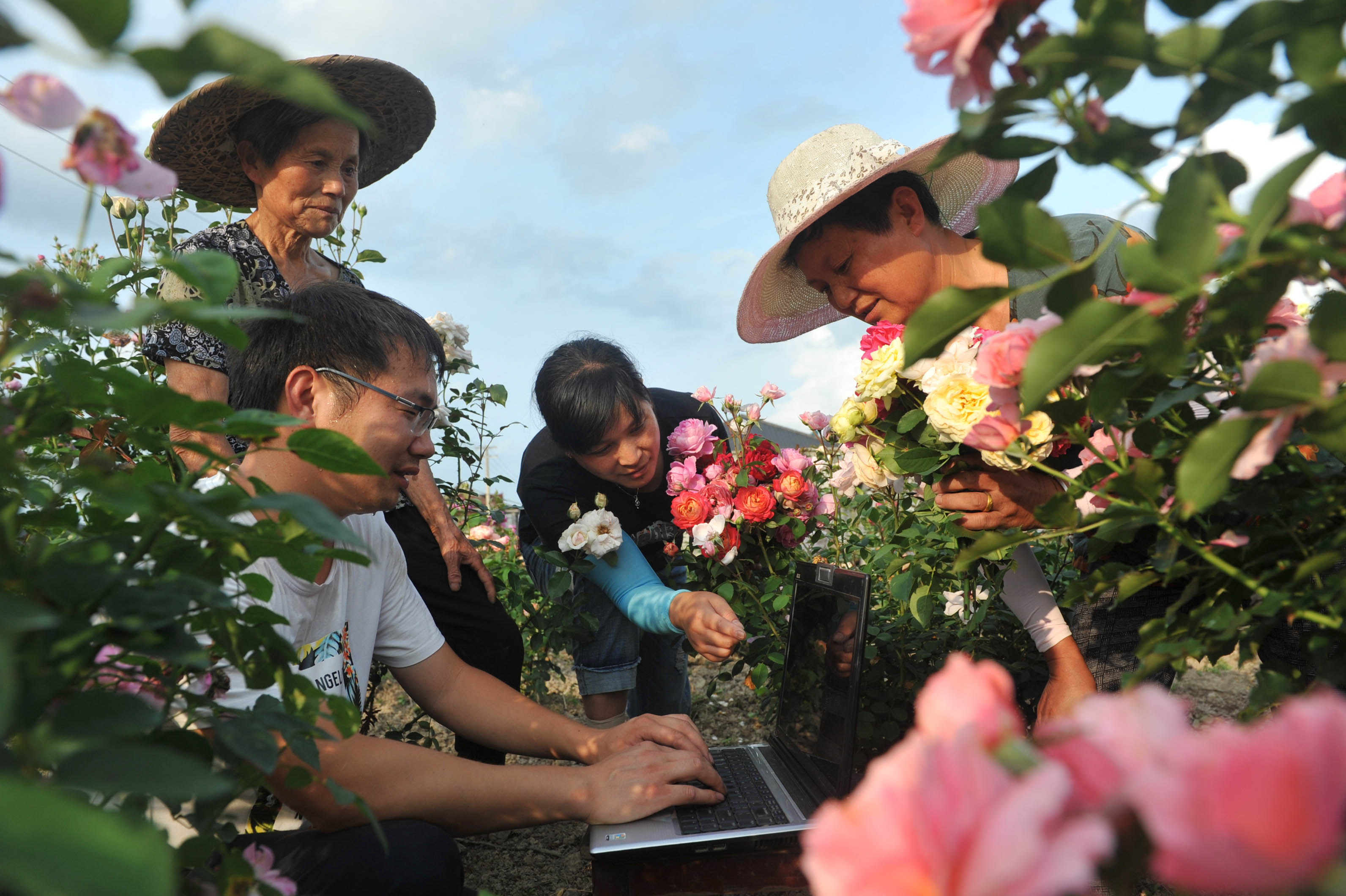 《美丽花卉网上卖》组照