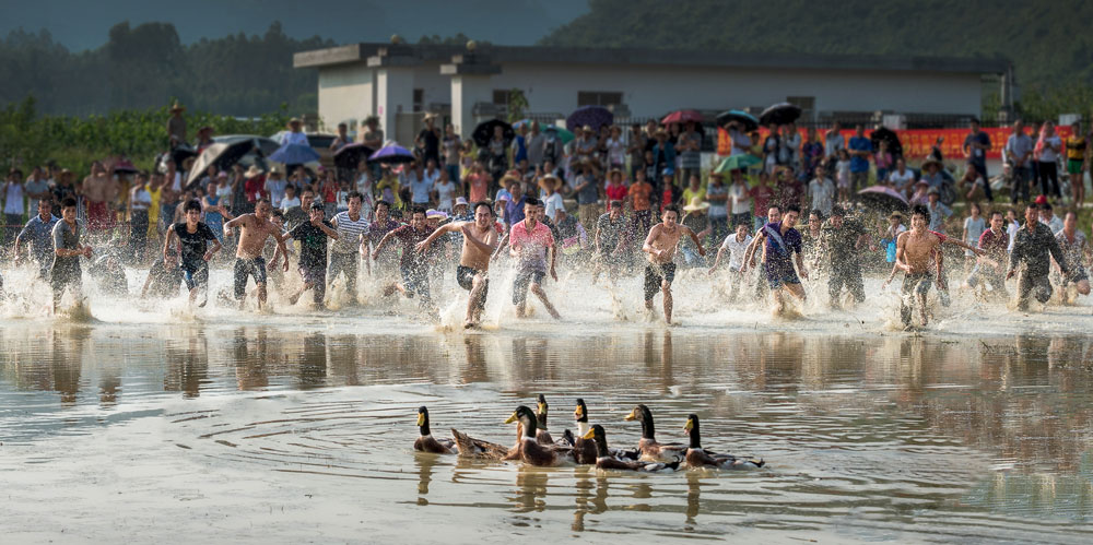 丰收了,村里举行抓鸭比赛.
