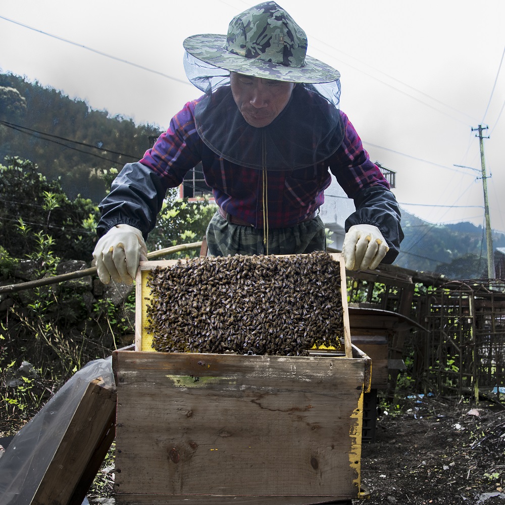 《养蜂人(组照)》
