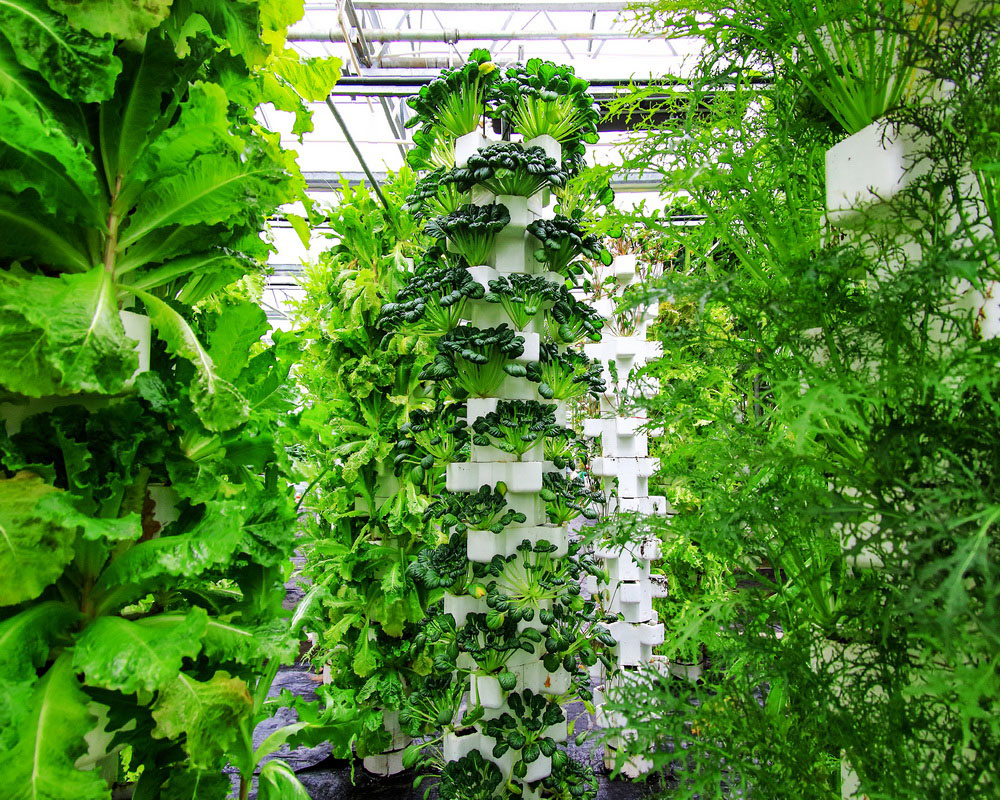 无土栽培(组照)