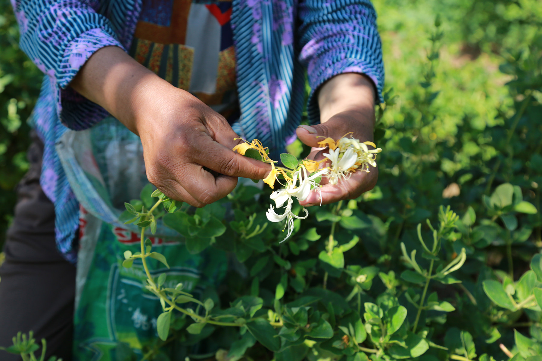 金银花开"金银"来(组照)-中国第二届扶贫公益摄影大展投稿区-大众摄影