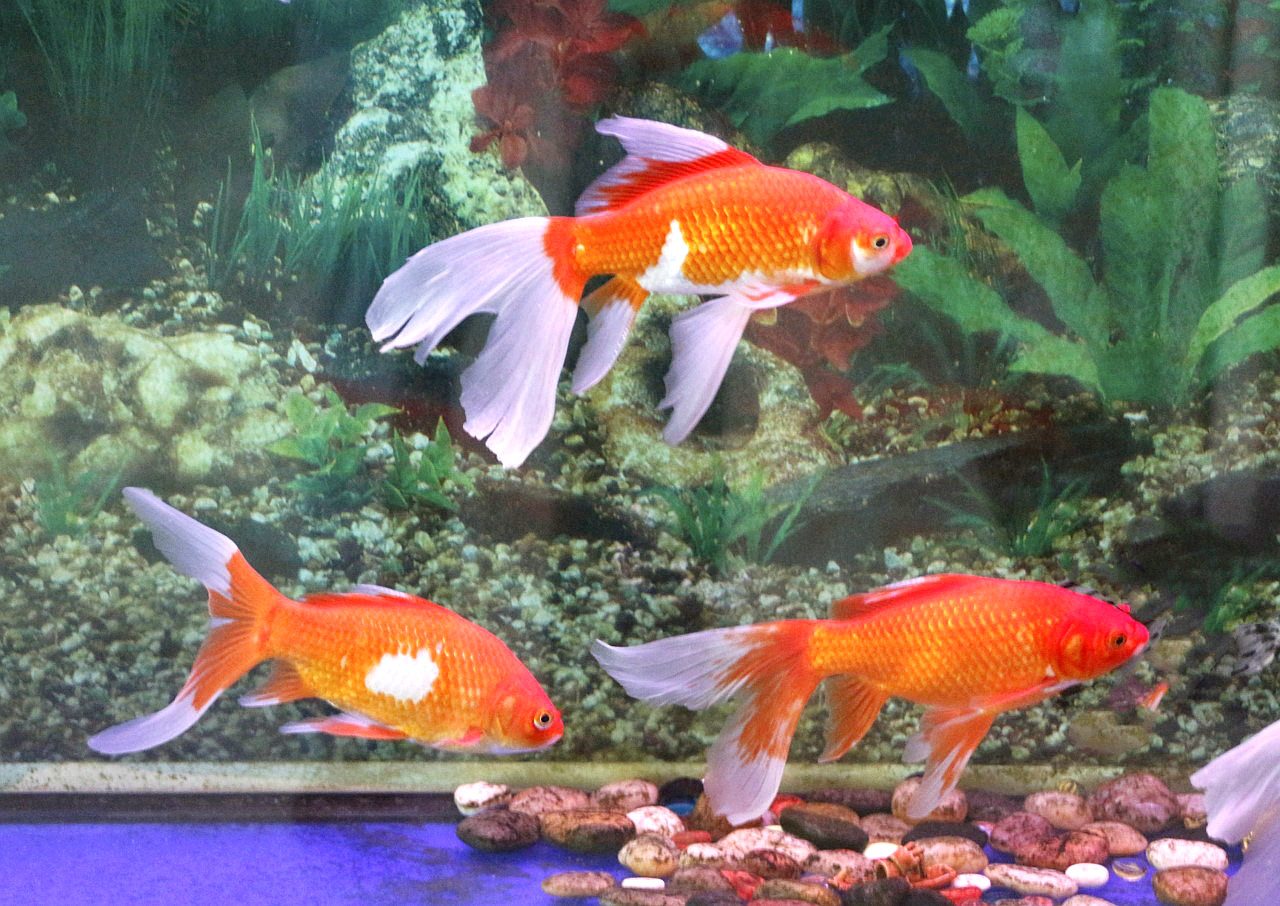 朋友养的缸中鱼(六)