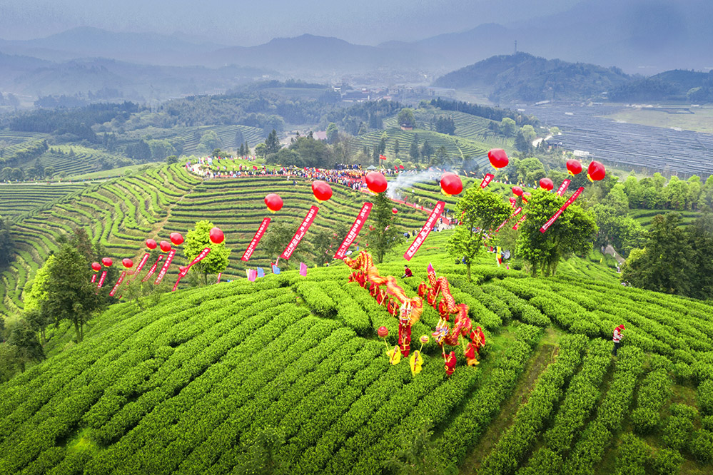 组图《白茶开采节》