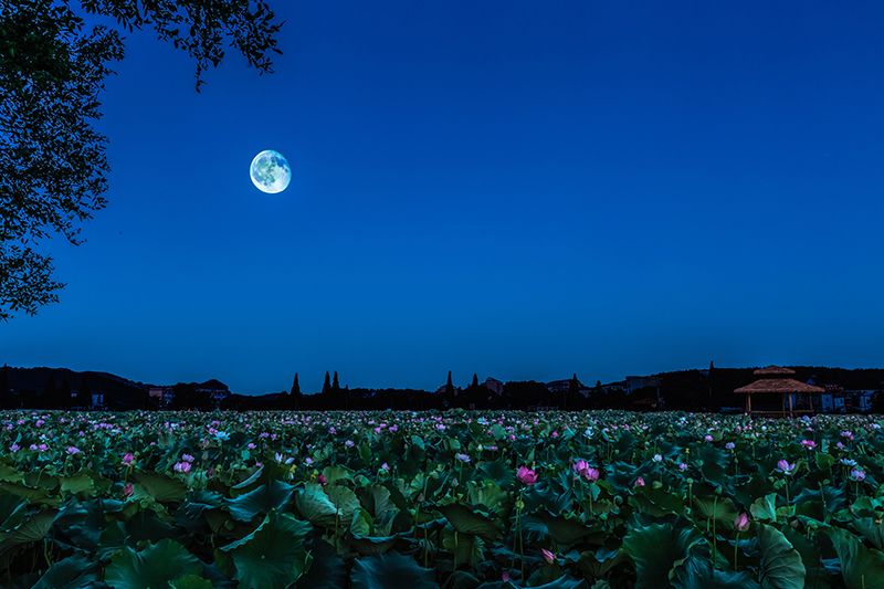荷塘月色