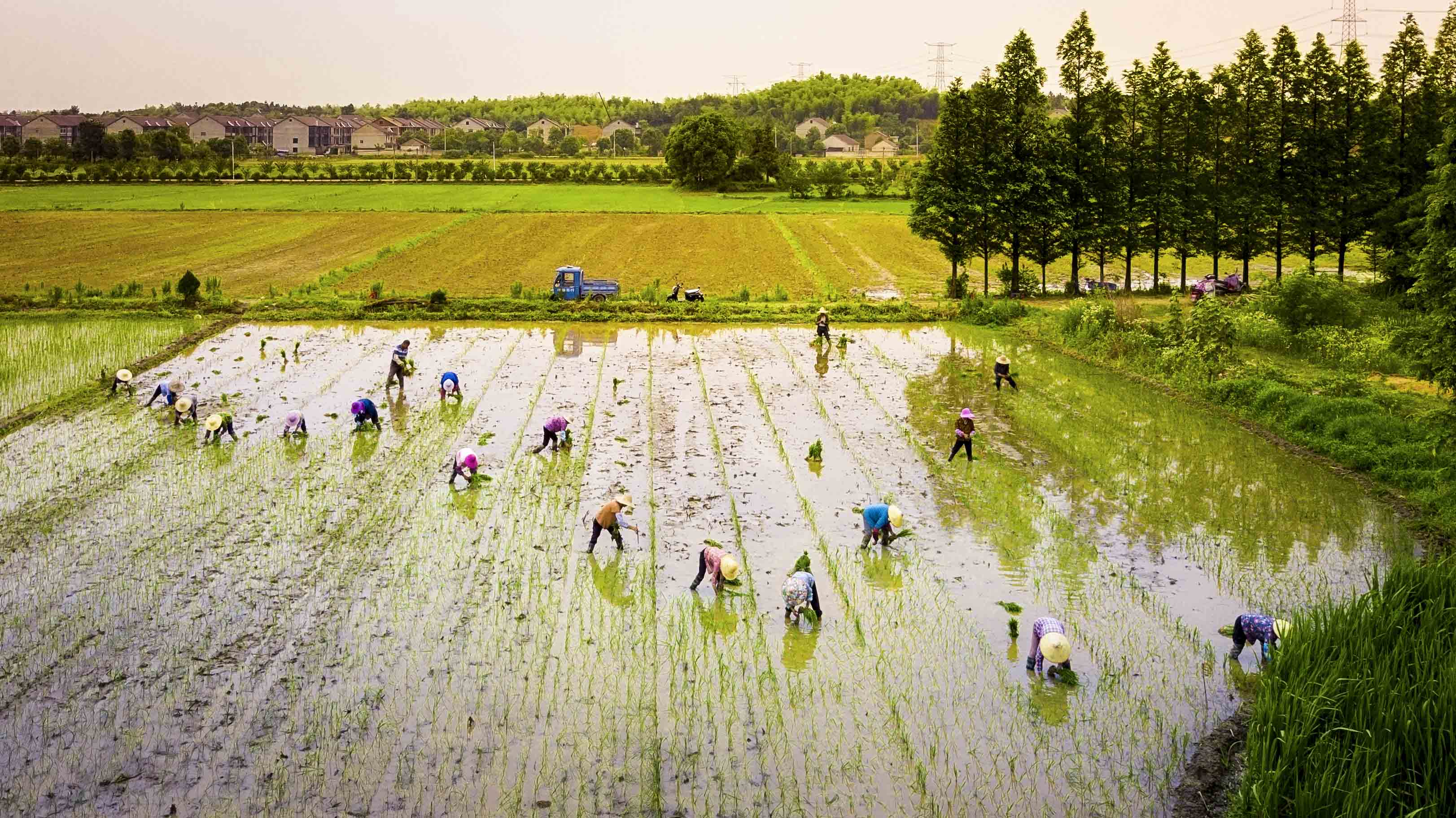 插秧-《大众摄影》俱乐部团体会员——1826俱乐部(3星)-大众摄影网