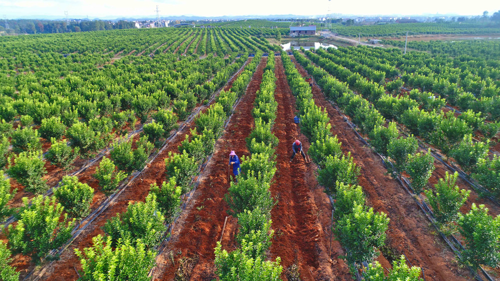 2018年11月8日拍摄的江西省永丰县新天地家庭农场砂糖橘果园.