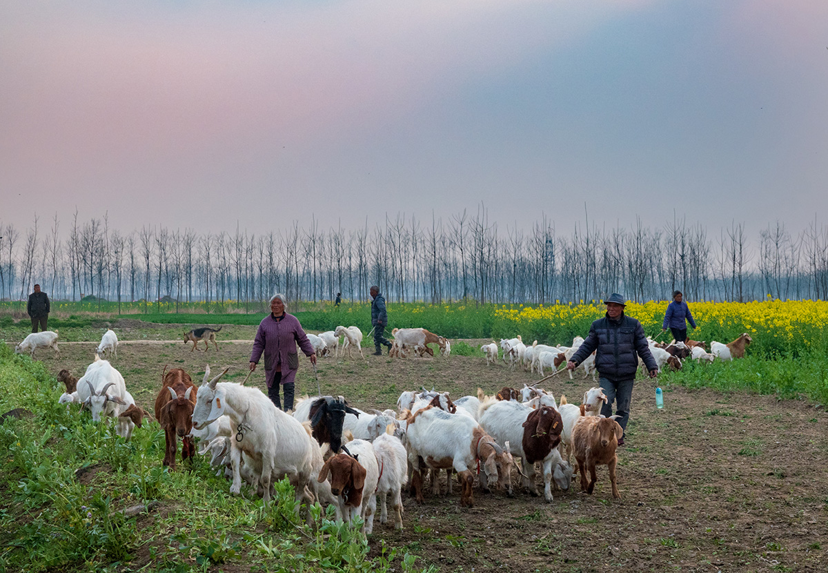《赶羊》2019.3.23,西顺河于圩村.