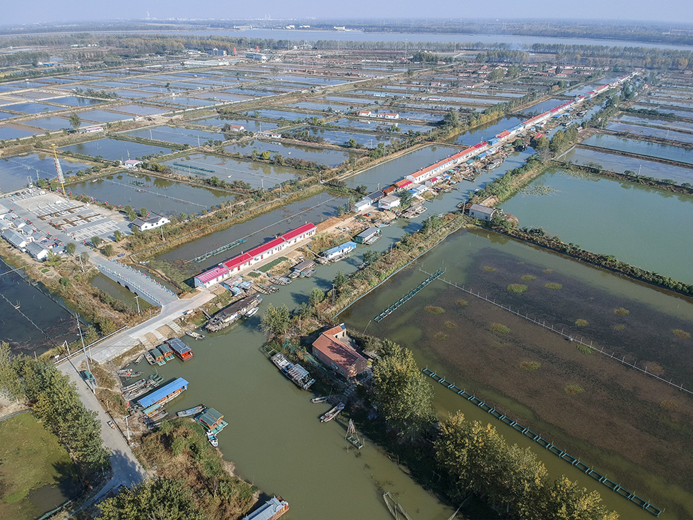 《张福河万亩鱼塘》2018年11月2日拍摄于洪泽西顺河镇张福.