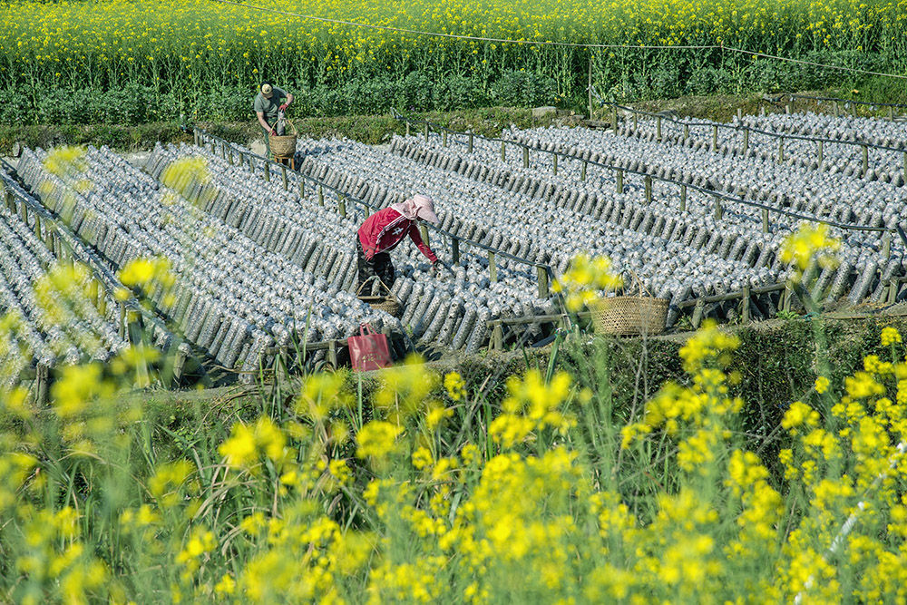 高路亭镇,当地农民在农技人员的帮扶下,种植木耳等高附加值的经济作物