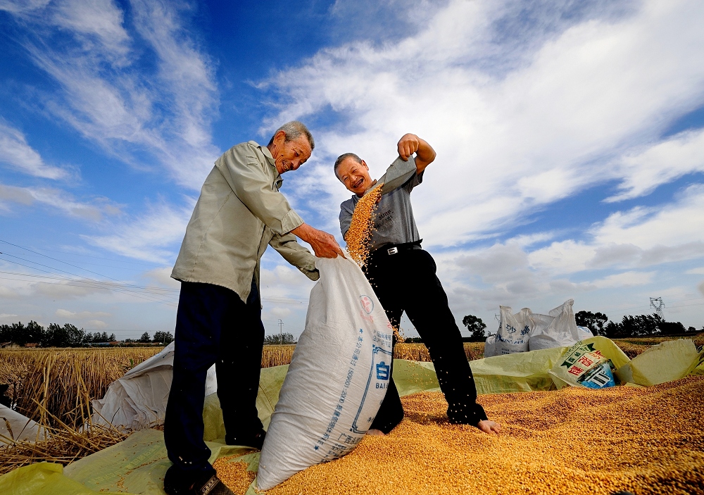 图四:丰收啦!拍摄于2011年6月.