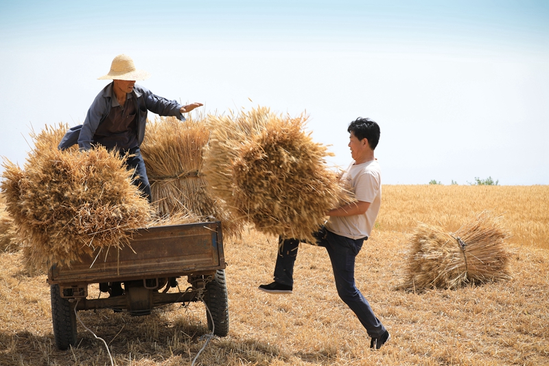 4 收获季 把割好的麦子拉回去.jpg
