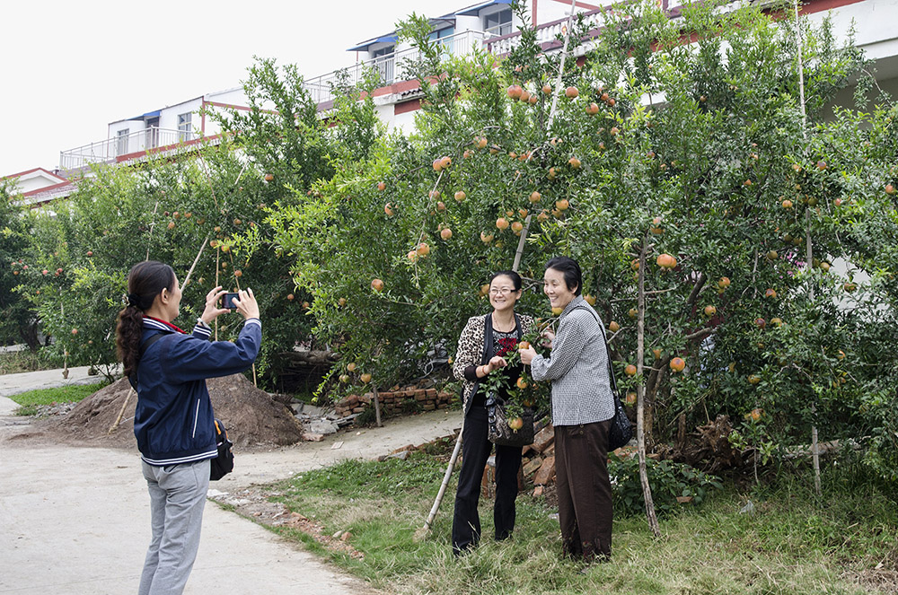 石榴村的致富经(组照)