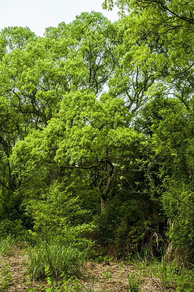 绿野仙踪-香樟树 组1-5