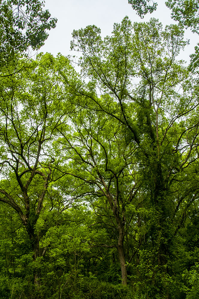 绿野仙踪-香樟树 组1-5