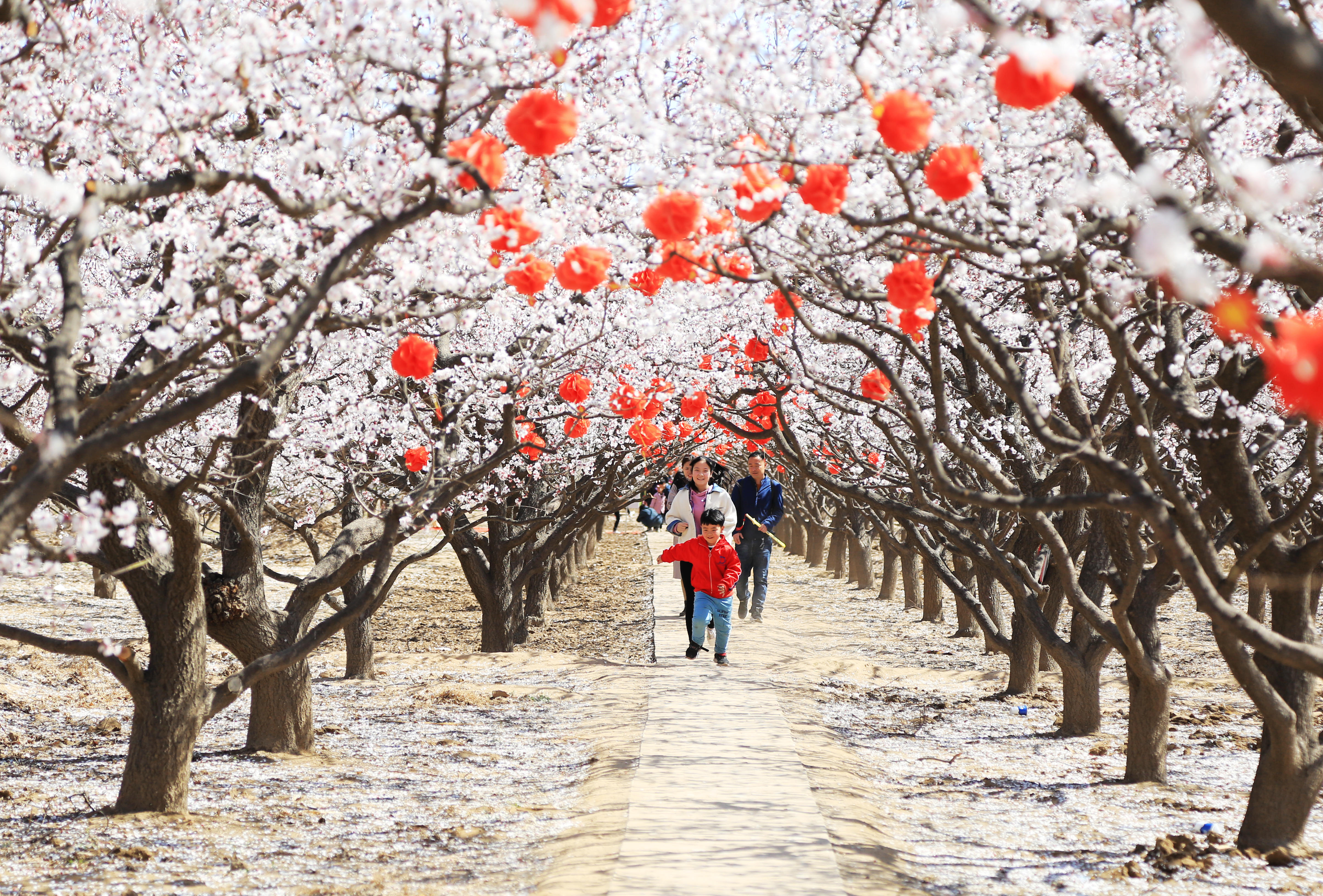 邢台巨鹿杏花节掠影