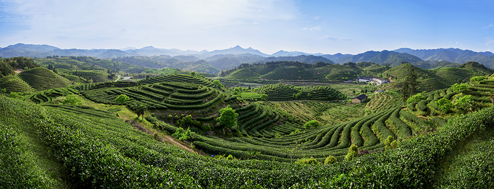 组图《政和白茶主产区万亩茶园》
