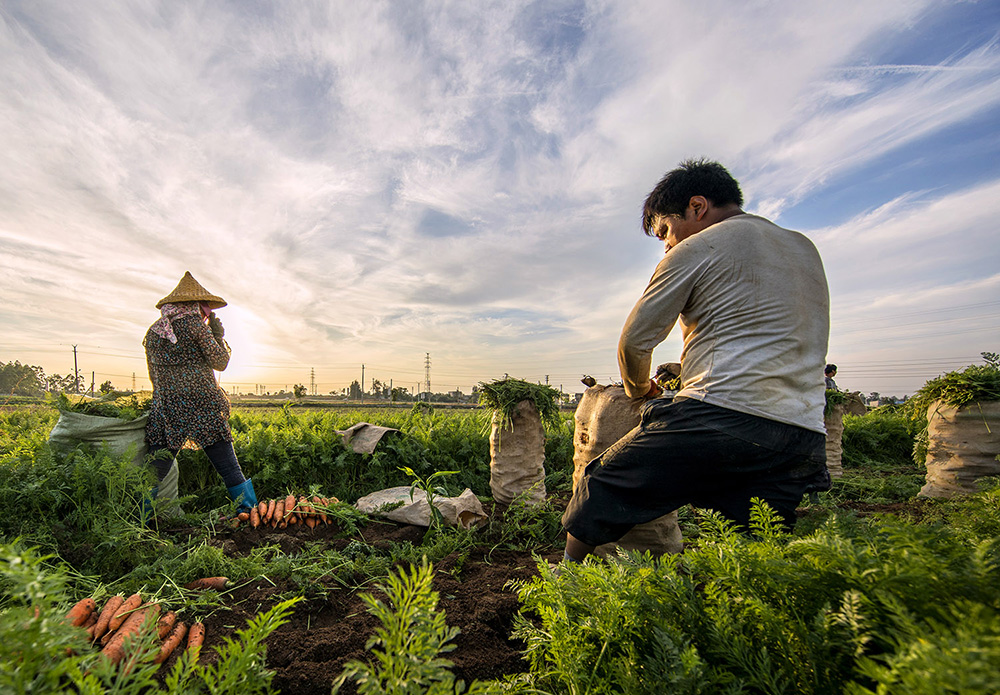 图1:《耕耘绿梦》2018年5月5日摄于福建惠安县东桥镇萝卜收成4a8a5947
