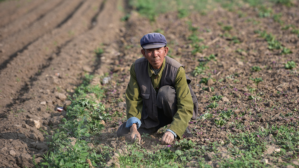 一位农民在地里干活,除草.