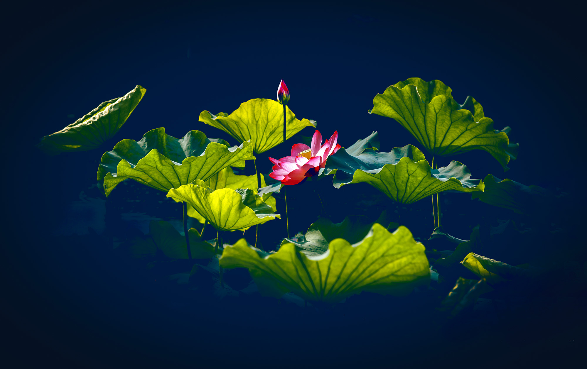 大众摄影江都俱乐部夏季荷花主题大赛