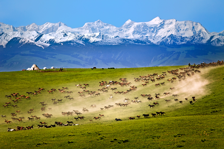 天山下的奔马群
