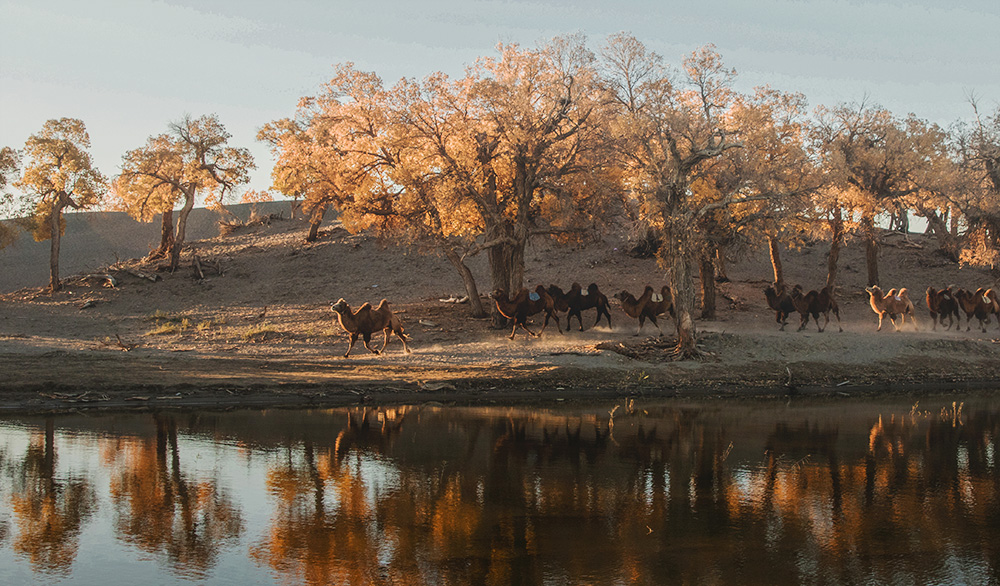 胡杨驼影-"我和我的祖国"摄影类征稿区-大众摄影网