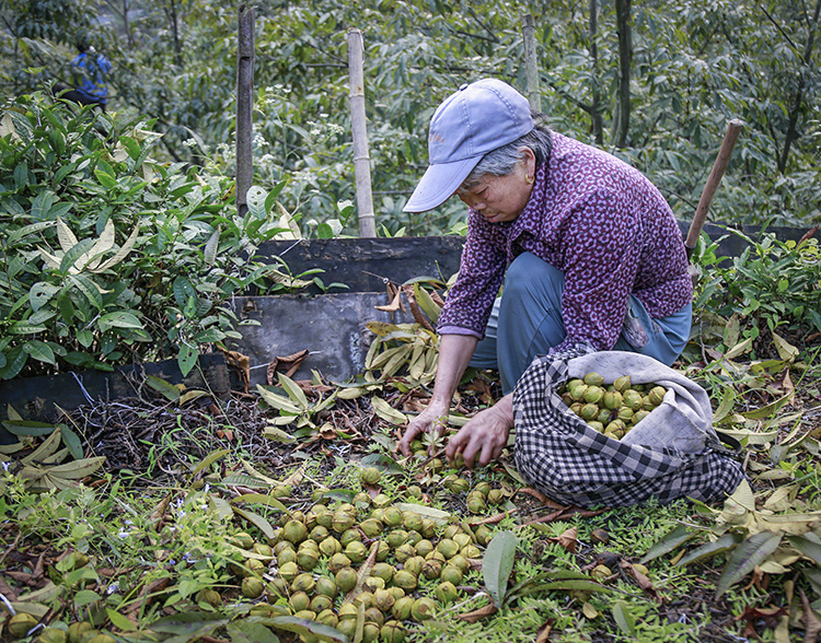 《采摘山核桃》