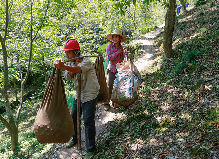 《采摘山核桃》