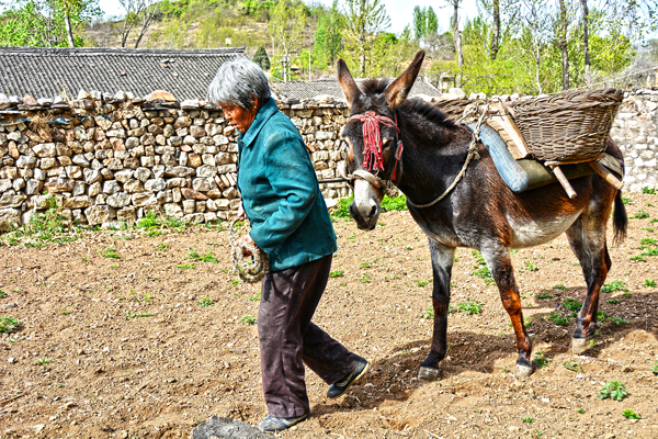 再见家乡驴驮子